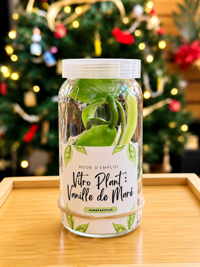 Vitroplant Liane de vanille de Maré