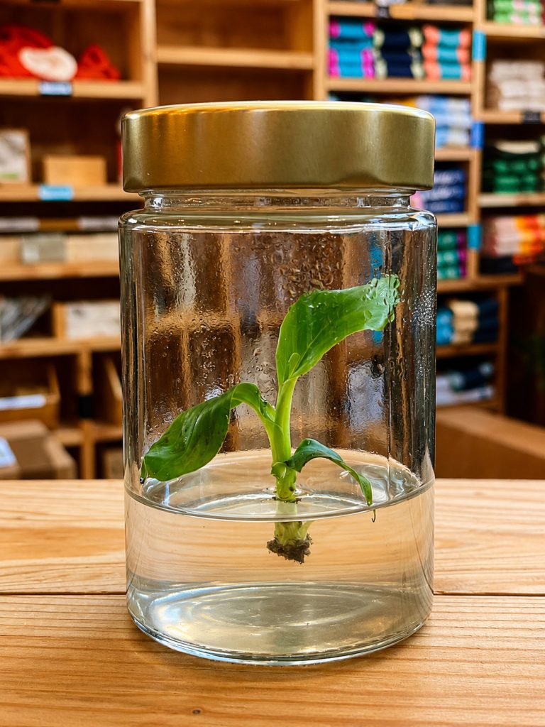 Vitroplant Liane de vanille de Maré
